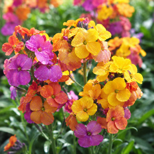 English Wallflower 100+ Seeds – Fragrant Cottage Garden Flowers – Colorful Spring Cut Flower & Pollinator Seeds Sprouts and Petals