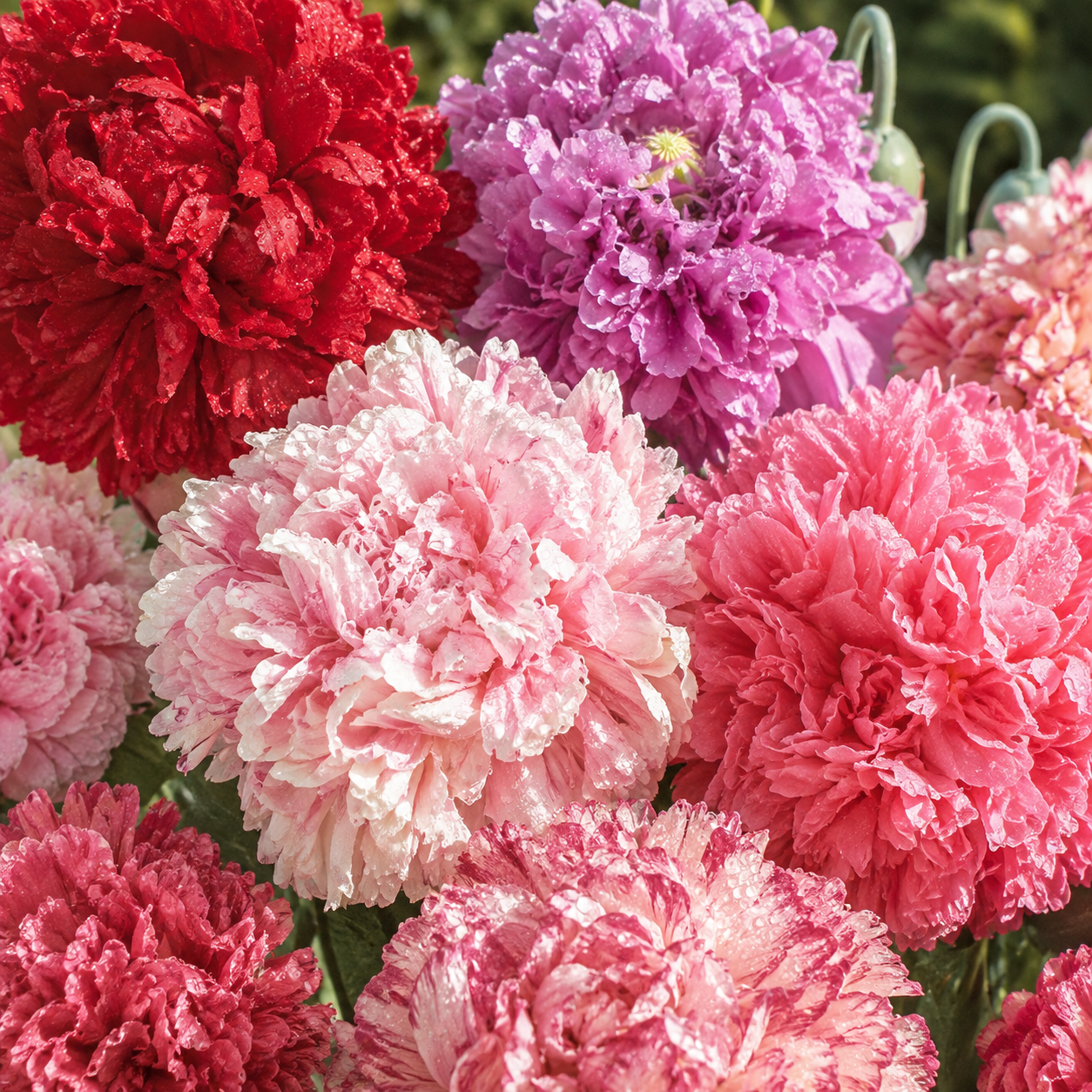 Poppy Peony Double Mixed 200+Seeds – Ruffled Double Poppies – Pink Red White Purple Blooms – Cottage & Cut Flower Garden Sprouts and Petals