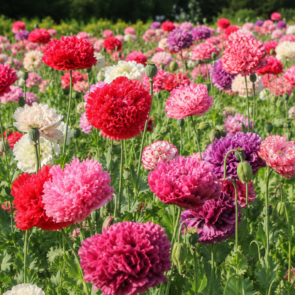 Poppy Peony Double Mixed 200+Seeds – Ruffled Double Poppies – Pink Red White Purple Blooms – Cottage & Cut Flower Garden Sprouts and Petals