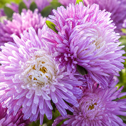 Pavlova White-Lilac China Aster 100+Seeds – Elegant Double White & Lilac Blooms – Cottage Garden Cut Flowers Sprouts and Petals