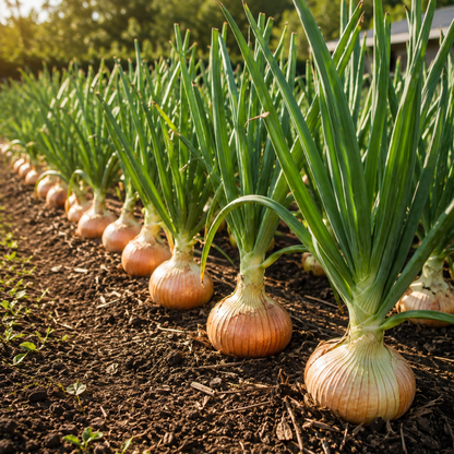 Rows of vibrant green Texas 1015 Super Sweet onions—grown from Sprouts and Petals’ Giant Mild Sweet Onion Seeds—thrive in rich, dark soil under bright sunlight in a garden or farm setting.