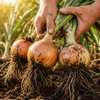 Hands carefully holding freshly harvested Texas 1015 Super Sweet onions—grown from Sprouts and Petals’ Texas 1015 Super Sweet Onion Seeds—each bulb’s roots still dusted with earth, amidst a sunlit garden of vibrant green stalks.