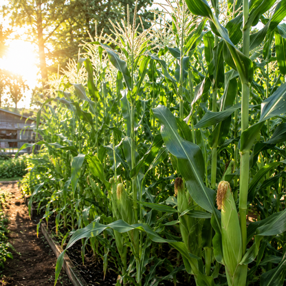 In a sunlit garden, rows of tall green heirloom sweet corn plants grown from Sprouts and Petals’ Stowell’s Evergreen Sweet Corn Seeds (Heirloom Sweet Corn, 50 seeds) stand proudly, sunlight streaming through their leaves. Plump ears of Stowell’s Evergreen corn are visible on the stalks, with trees and a wooden structure in the background.