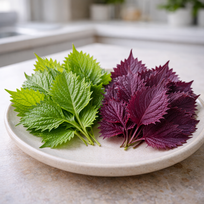 Purple Shiso Herb Seeds (Perilla) Asian Herb for Sushi & Korean Dishes