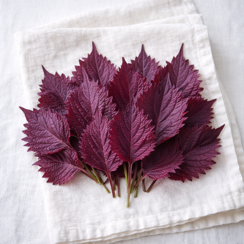 Purple Shiso Herb Seeds (Perilla) Asian Herb for Sushi & Korean Dishes