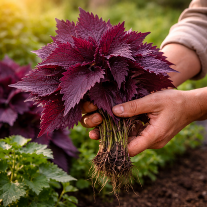 Purple Shiso Herb Seeds (Perilla) Asian Herb for Sushi & Korean Dishes