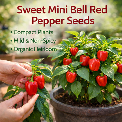 Pepper Seeds – Sweet Mini Bell Red | Non-GMO Heirloom | Compact Plants 18–24 in Tall