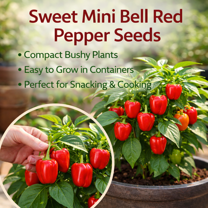 Pepper Seeds – Sweet Mini Bell Red | Non-GMO Heirloom | Compact Plants 18–24 in Tall