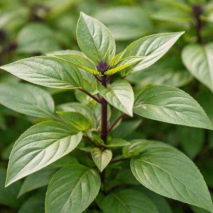 Basil Seeds – Thai Basil | Aromatic Herb | Compact Plants | Home Garden & Containers| Heirloom Basil