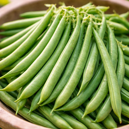 Bean Seeds – Bush Tendergreen (Organic) | Heirloom Green Beans | Compact Plants