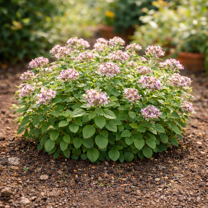 Oregano Seeds – Common Italian | Classic Culinary Herb | Hardy Perennial