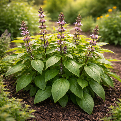 Basil Seeds – Cinnamon | Spicy Sweet Basil | Heirloom Herb Seeds | Garden & Container Friendly