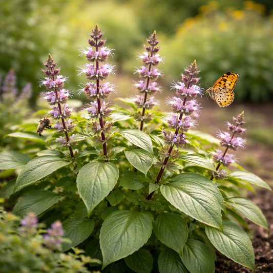 Basil Seeds – Cinnamon | Spicy Sweet Basil | Heirloom Herb Seeds | Garden & Container Friendly