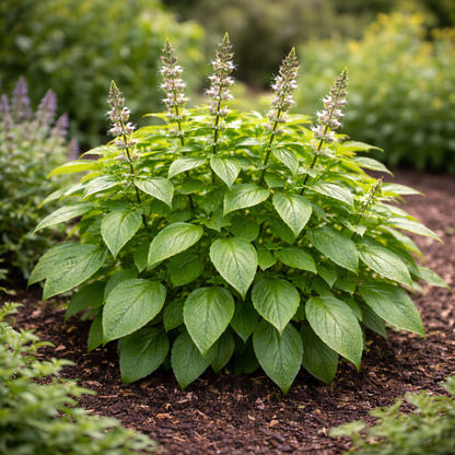 Basil Seeds – Green Leaf Holy Basil (Tulsi) | Medicinal Herb | Heirloom Herb Seeds | Garden & Container Friendly