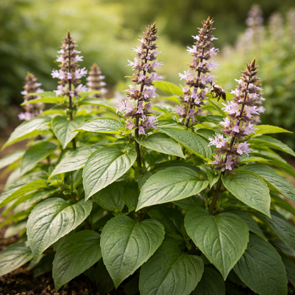 Basil Seeds – Thai Sweet Large Leaf | Authentic Thai Basil | Heirloom Herb Seeds | Garden & Container Friendly