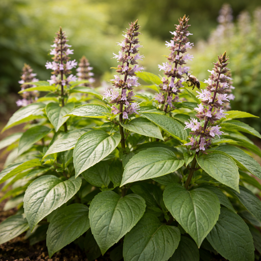 Basil Seeds – Thai Sweet Large Leaf | Authentic Thai Basil | Heirloom Herb Seeds | Garden & Container Friendly