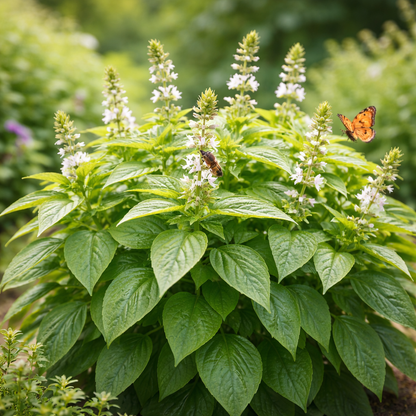 Genovese Basil Seeds | Classic Italian Basil | Large Sweet Leaves for Pesto | Heirloom Culinary Herb | Easy Garden & Container Grow