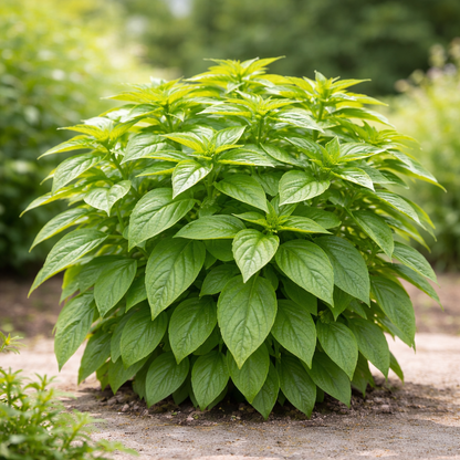 Genovese Basil Seeds | Classic Italian Basil | Large Sweet Leaves for Pesto | Heirloom Culinary Herb | Easy Garden & Container Grow