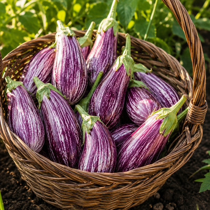 Galaxy of Stars Eggplant Seeds – Unique Speckled Heirloom Eggplant – White & Purple Star Pattern 25 seeds