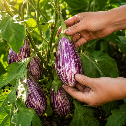 Galaxy of Stars Eggplant Seeds – Unique Speckled Heirloom Eggplant – White & Purple Star Pattern 25 seeds