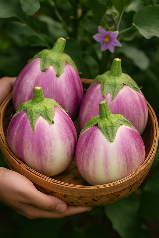 Italian Rosa Bianca Eggplant Seeds
