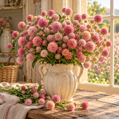 QIS Rose Gomphrena 25+Seeds – Rose Pink Globe Amaranth – Long Lasting Cut Flower – Heat Loving Dried Flower