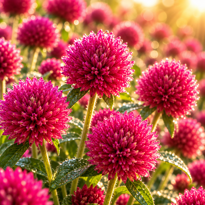 QIS Carmine Gomphrena 25+ Seeds – Rich Carmine Pink Globe Amaranth – Heat Loving Cut Flower & Dried Flower Garden