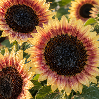 ProCut Red Lemon Bicolor F1 Sunflower 10+ Seeds – Red & Lemon Pollenless Sunflower