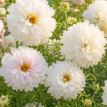 Snow Puff Cosmos 25+Seeds – Fluffy Double White Cosmos