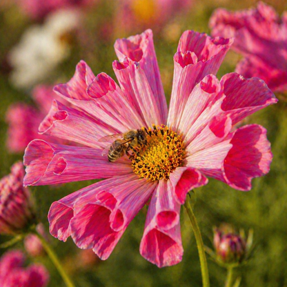 Sea Shells Mix Cosmos Seeds – Heirloom Flower Seeds – Unique Tubular Petals