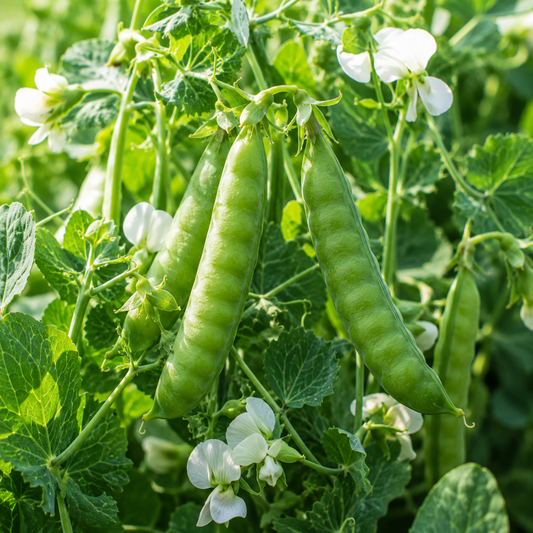 Lincoln Pea 50 Seeds – Heirloom Sweet High Yield Shelling Peas