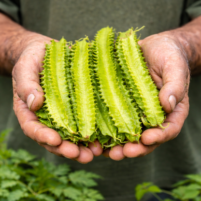 Winged Bean Seeds – Asparagus Pea / Dragon Bean, Crunchy 4-Wing Gourmet Pods 10 seeds