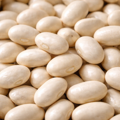 Organic Bean Seeds – Bush Cannellini | Heirloom White Beans for Cooking & Drying