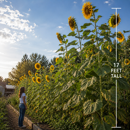 American Giant (F1) Sunflower Seeds | Giant Yellow Sunflowers | Tall Annual Flower | Pollinator Friendly Garden 20+ seeds