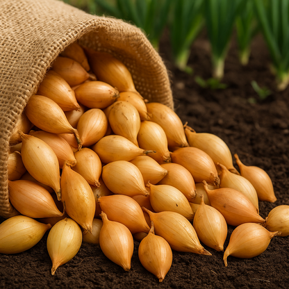 25 Sweet Oversize Onion Sets – Premium Large Bulbs for Early Harvest