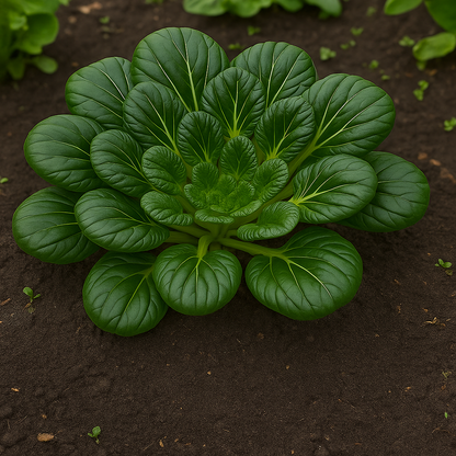 Black Knight Tatsoi Mustard Seeds