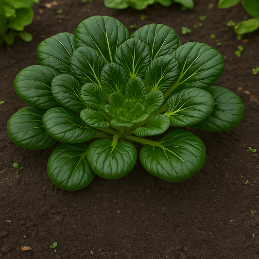 Black Knight Tatsoi Mustard Seeds