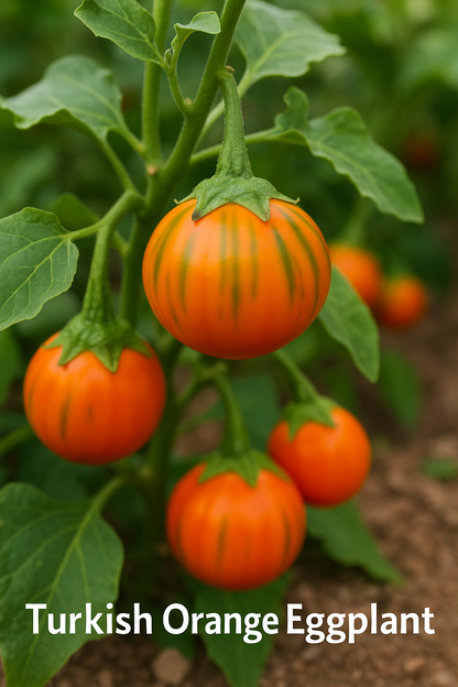 Turkish Orange Eggplant Seeds – Scarlet / Ethiopian Eggplant
