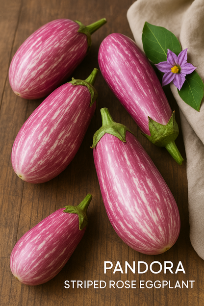 Pandora Striped Rose Eggplant Seeds – Heirloom Non-GMO Vegetable Variety