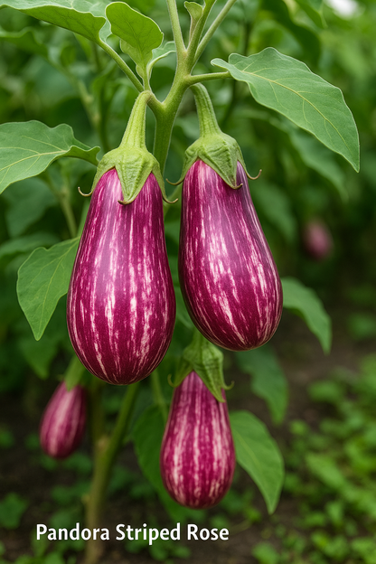 Pandora Striped Rose Eggplant Seeds – Heirloom Non-GMO Vegetable Variety