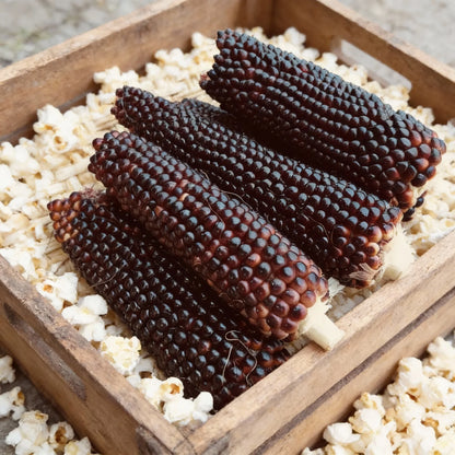 Dakota Black Popcorn Corn 50+Seeds – Unique Deep Black Heirloom Popcorn – Decorative & Popping Corn
