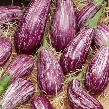 Galaxy of Stars Eggplant Seeds – Unique Speckled Heirloom Eggplant – White & Purple Star Pattern 25 seeds