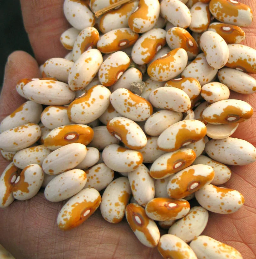 Jacob’s Cattle Gold Bean 25+Seeds – Heirloom Dry Bush Bean – Beautiful Gold & White Speckled Beans