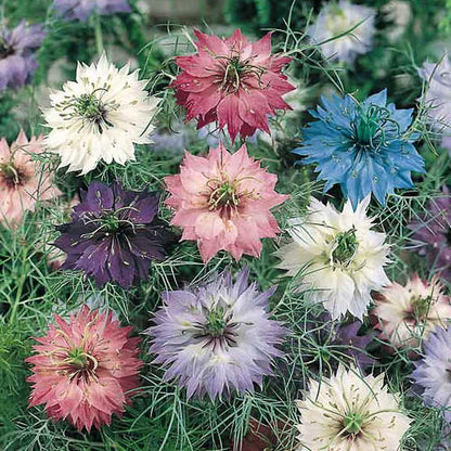 Miss Jekyll Love in a Mist Nigella 100+Seeds | Blue Cottage Garden Flowers | Cut & Dried Flower