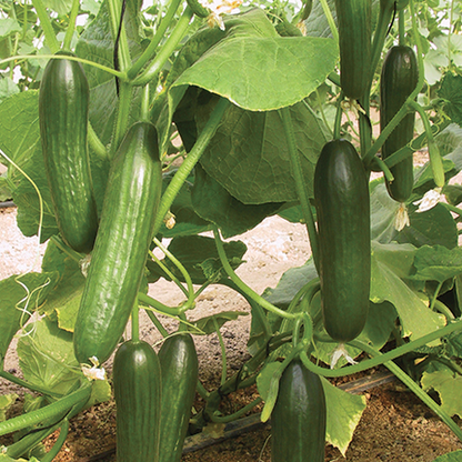 Manny F1 Cucumber 10+Seeds – Crisp Burpless Smooth Green Slicing Cucumber for Greenhouse Sprouts and Petals