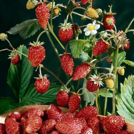 Mignonette Strawberry Seeds – Classic Alpine Strawberries – Sweet Fragrant Berries 10+ seeds (Copy)