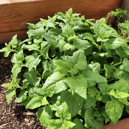 New Zealand Spinach 25+Seeds – Heat Tolerant Leafy Green – Tender Summer Spinach