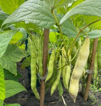 Calypso Bean 25+Seeds – Heirloom Bush Bean – Black & White Dry Beans