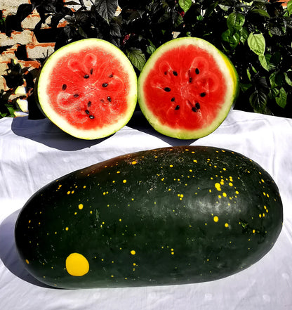 Moon and Stars Red Watermelon 15+ Seeds – Rare Heirloom Speckled Yellow Rind