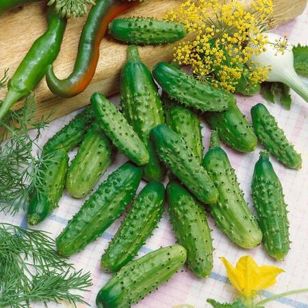 Parisian Gherkin F1 Cucumber 10+Seeds – Mini French Pickling Cucumbers – Crisp Sweet Cornichon – Compact Container Sprouts and Petals